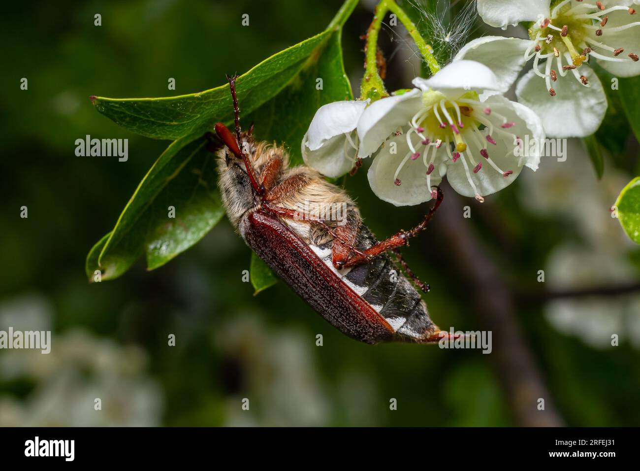 Crunch Insect The crunch of the melolontha melolontha insect on a tree branch. Animal ...