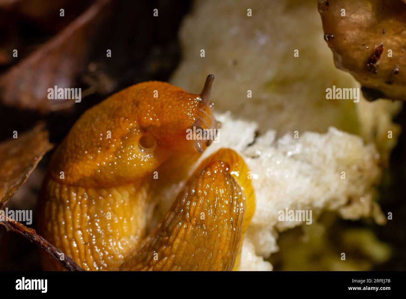 Slug, Dusky Arion, Arion subfuscus, Terrestrial Snail eating a mushroom