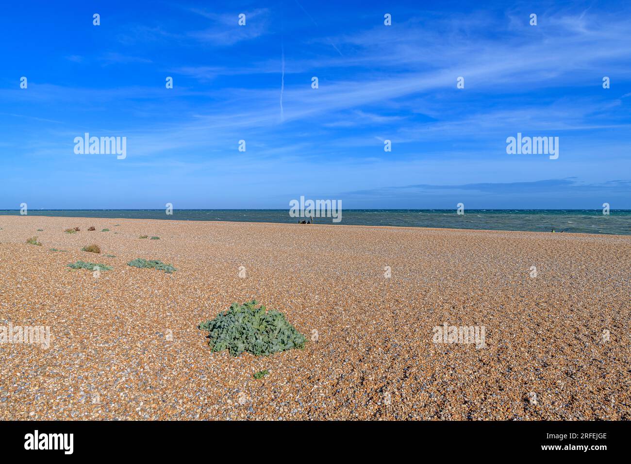 Sea Kale (Crambe maritima) on Dungeness beach on the SE coast of the UK. Miles of desolate shingle beach, isolated cottages and a power station! Stock Photo