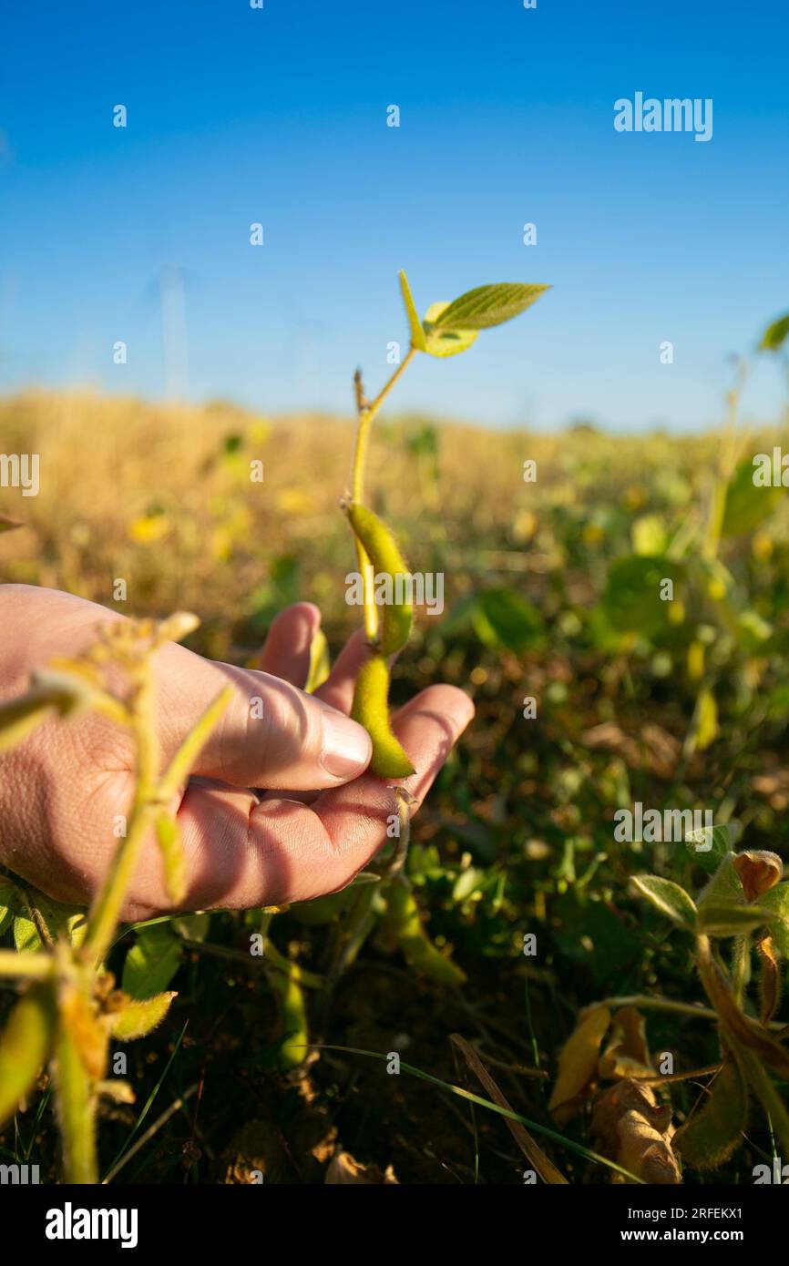 Farmer inspecting soybeans hi-res stock photography and images - Alamy