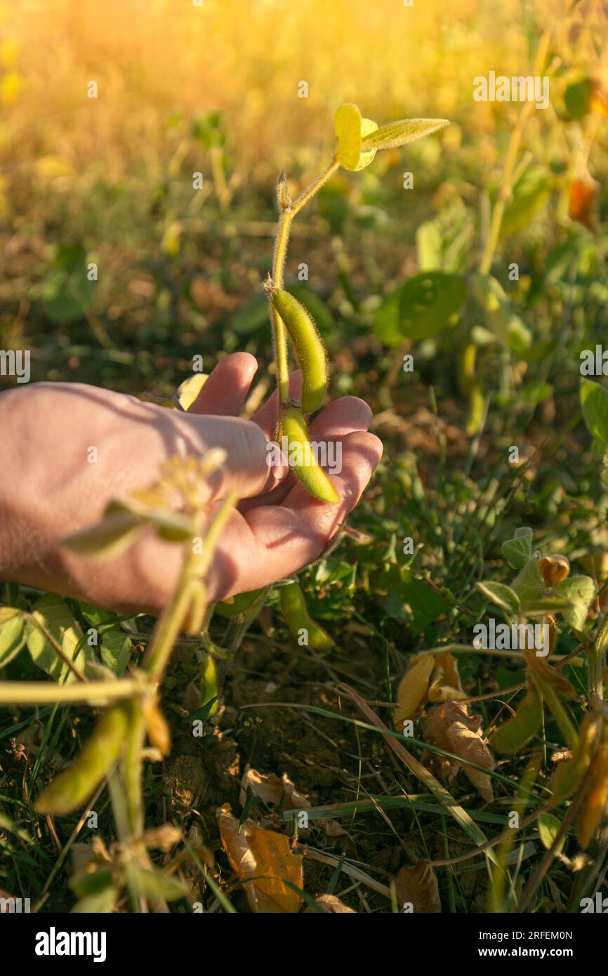 Farmer inspecting soybeans hi-res stock photography and images - Alamy