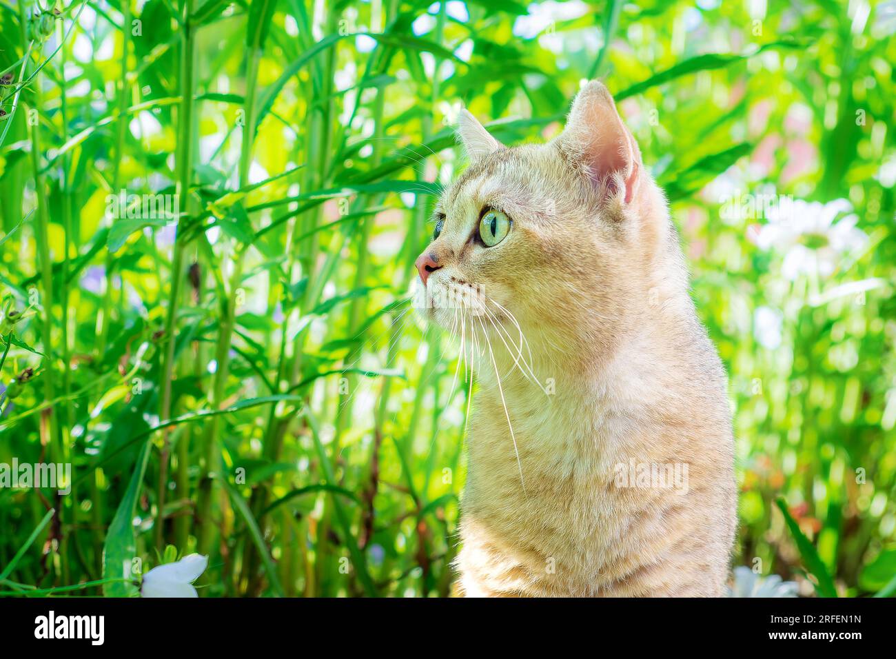 Portrait of a beautiful golden colored British cat among the grass. Golden chinchilla Stock Photo
