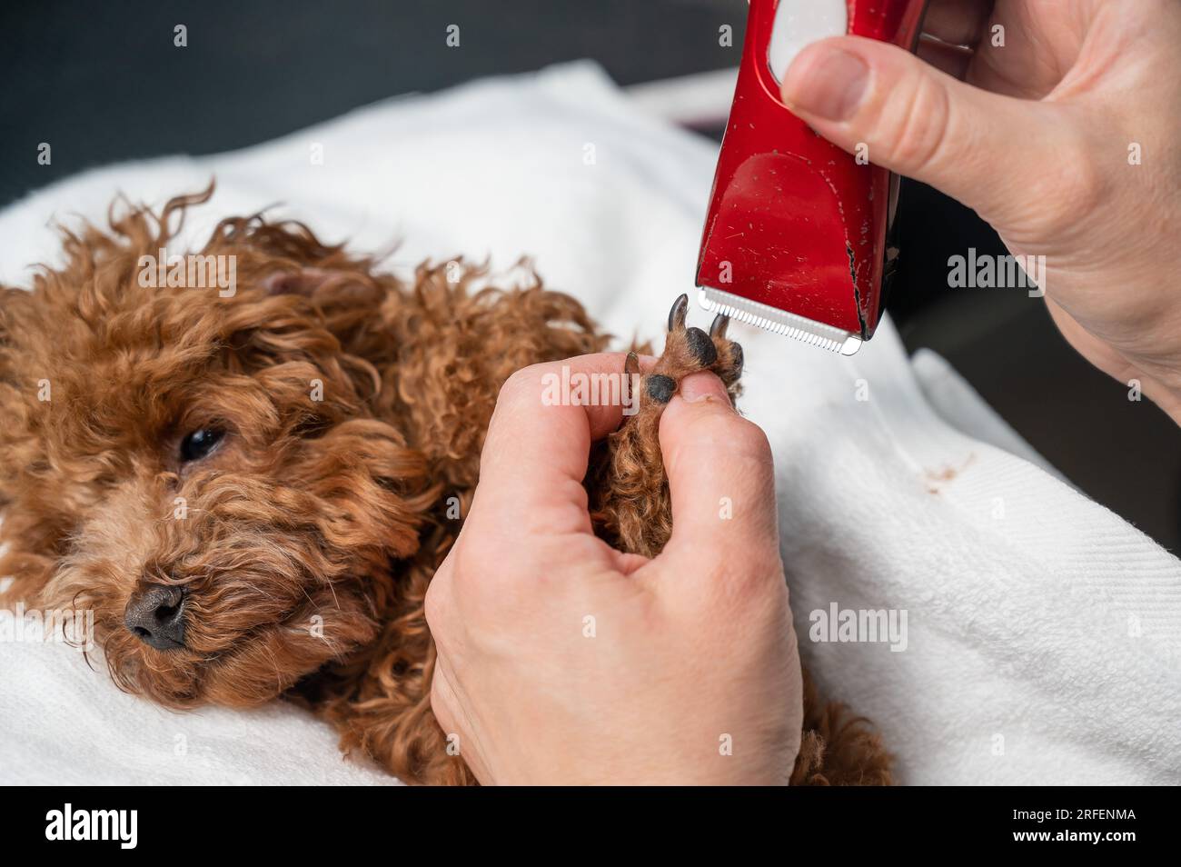 Poodle trimmers shop