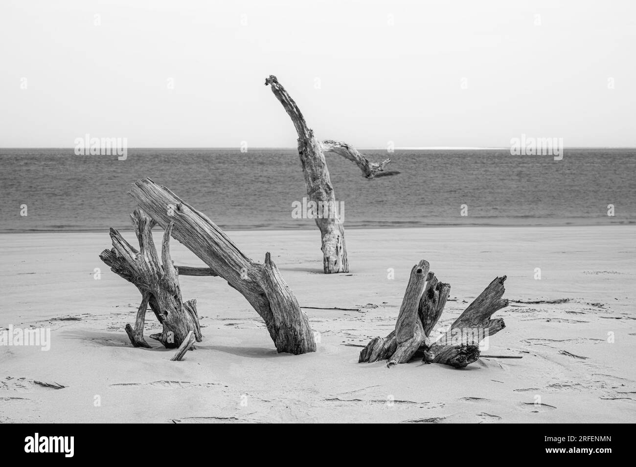 Bleached oak tree skeleton,  on Boneyard Beach, Nassau Sound, Big Talbot Island State Park, Florida. Stock Photo