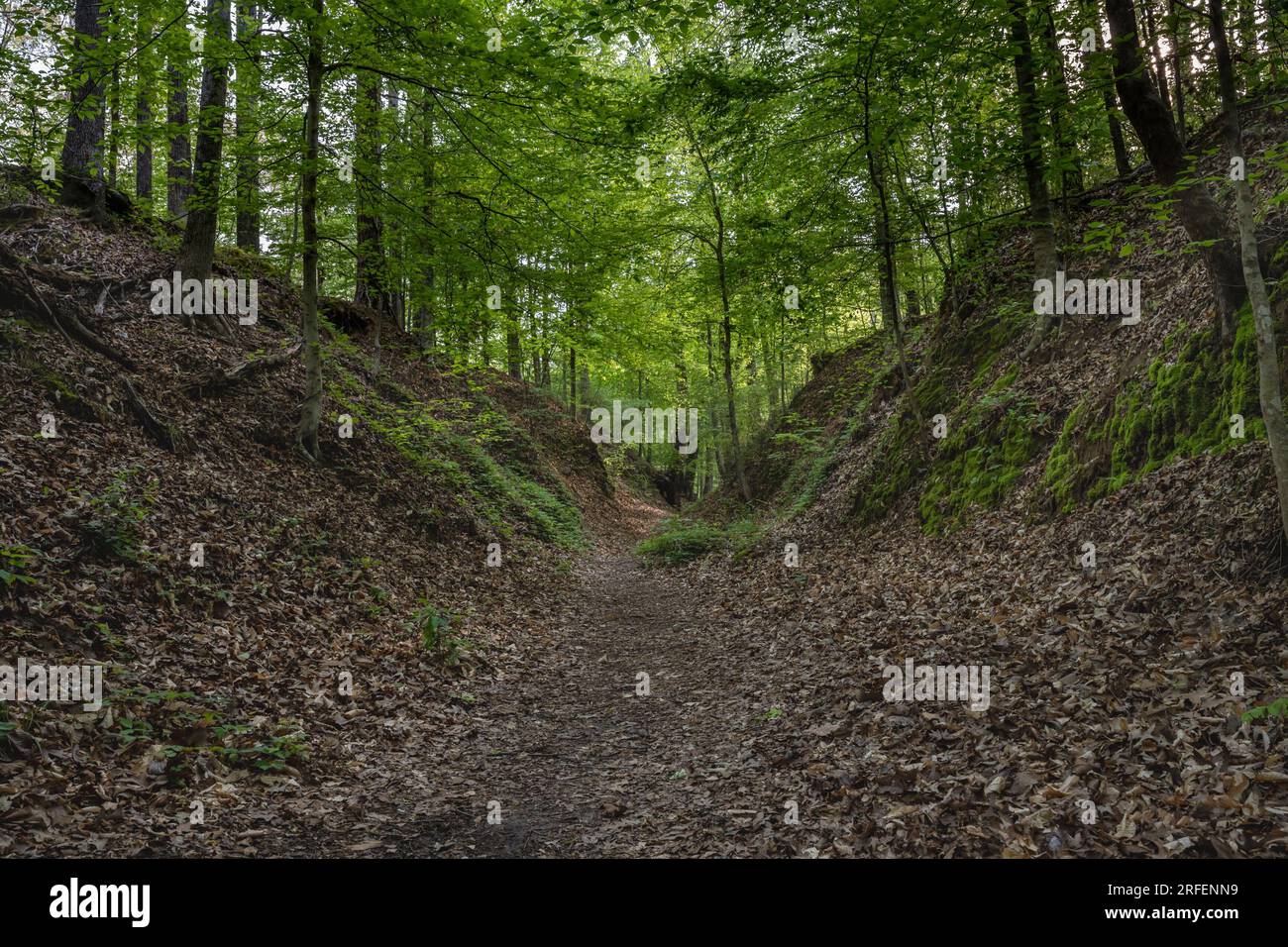 Sunken Trace, on the Natchez Trace Parkway, Port Gibson, Mississippi