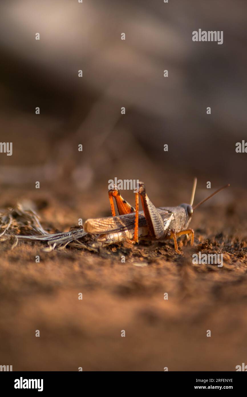 Fascinating bug close-up with selective focus on vibrant leaves. Grasshopper. Stock Photo
