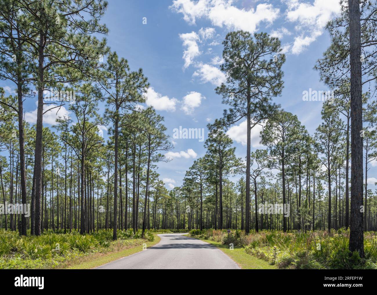 Longleaf pine trees, Swamp Island Drive, in the Okefenokee National Wildlife Refuge,