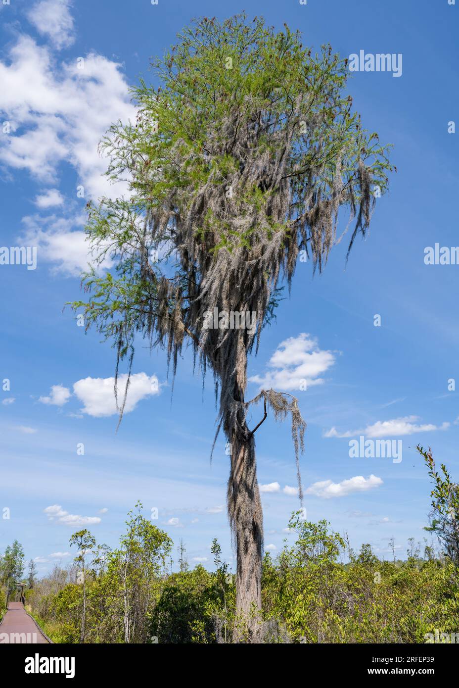 Moss draped tree hi-res stock photography and images - Alamy