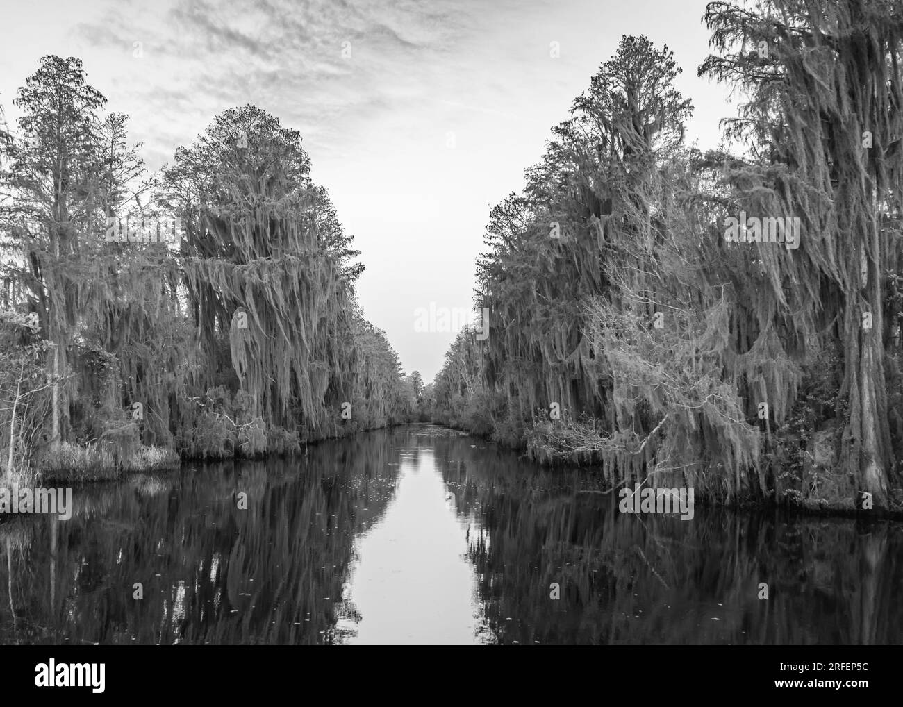 Spanish moss-draped trees on the Suwannee Canal, in the Okefenokee National Wildlife Refuge, Georgia. Stock Photo
