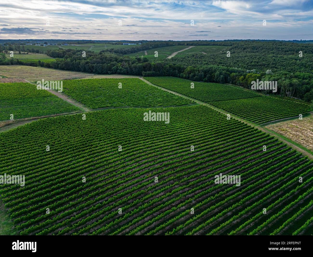 Aerial view Bordeaux Vineyard and forest in summer at sunrise Stock Photo