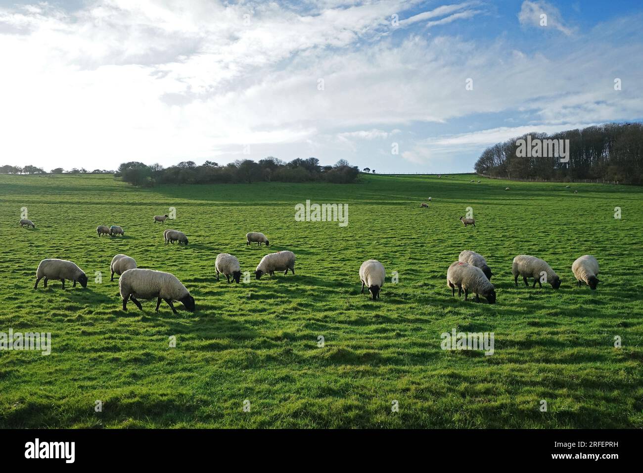 Natural landscape of Seven Sisters cliffs national park with cloudy blue sky and animals- East Sussex, United Kingdom Stock Photo