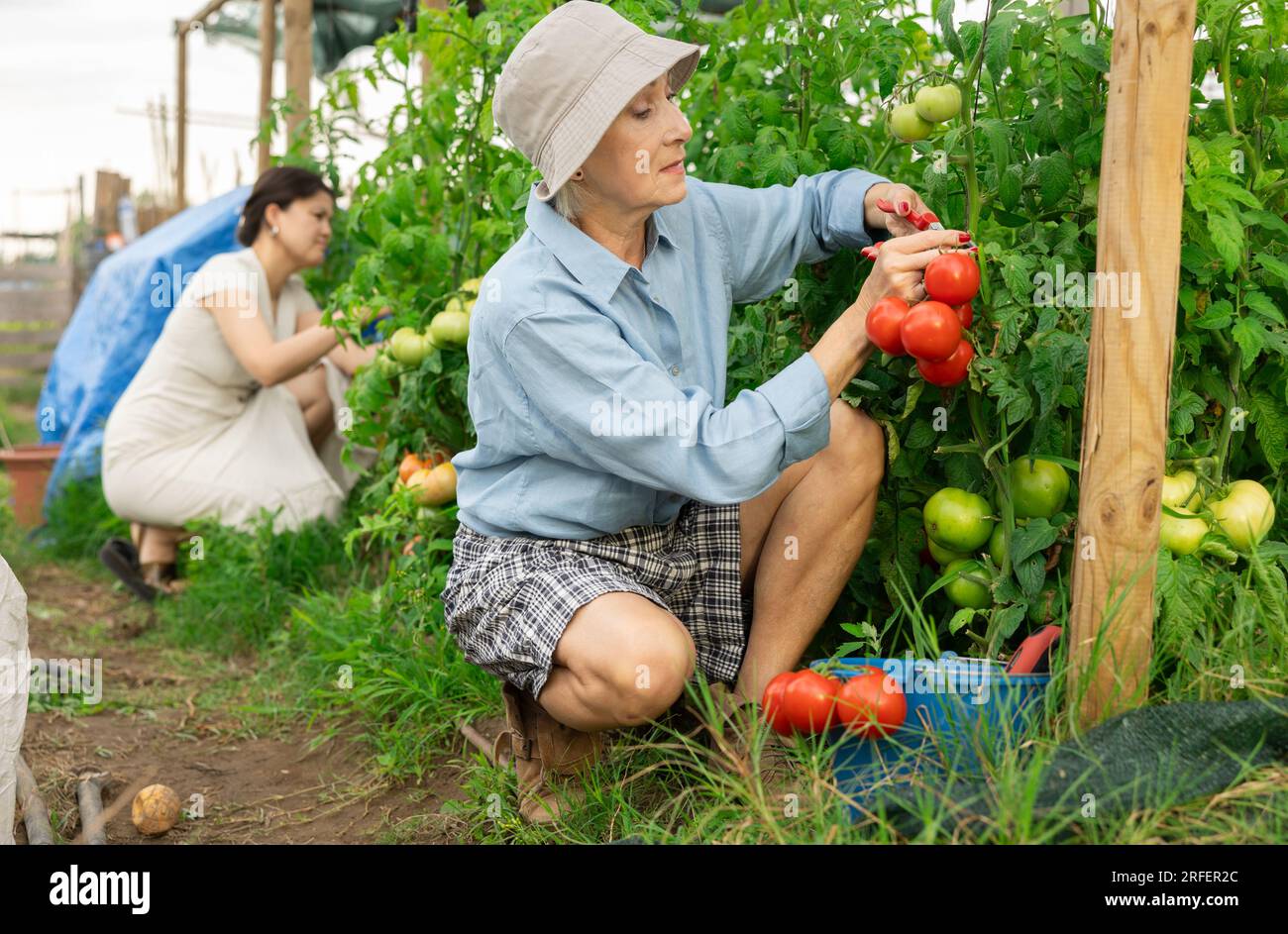 Senior happy woman picking tomatoes Stock Photo - Alamy