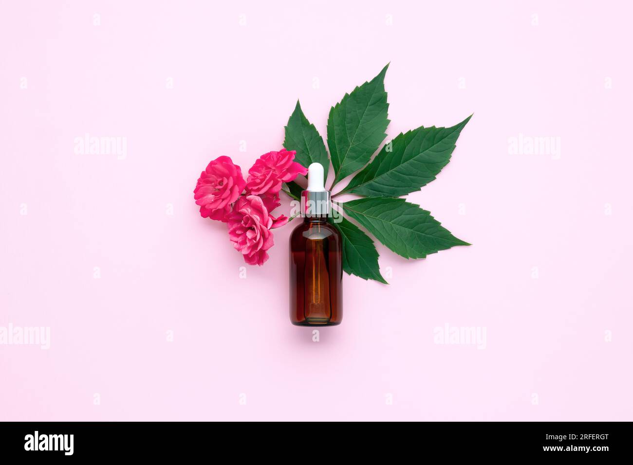 A glass bottle with dropper. Aromatic oil or face serum on pink paper background and little twig with roses flowers near. Natural Organic Spa Cosmetic Stock Photo