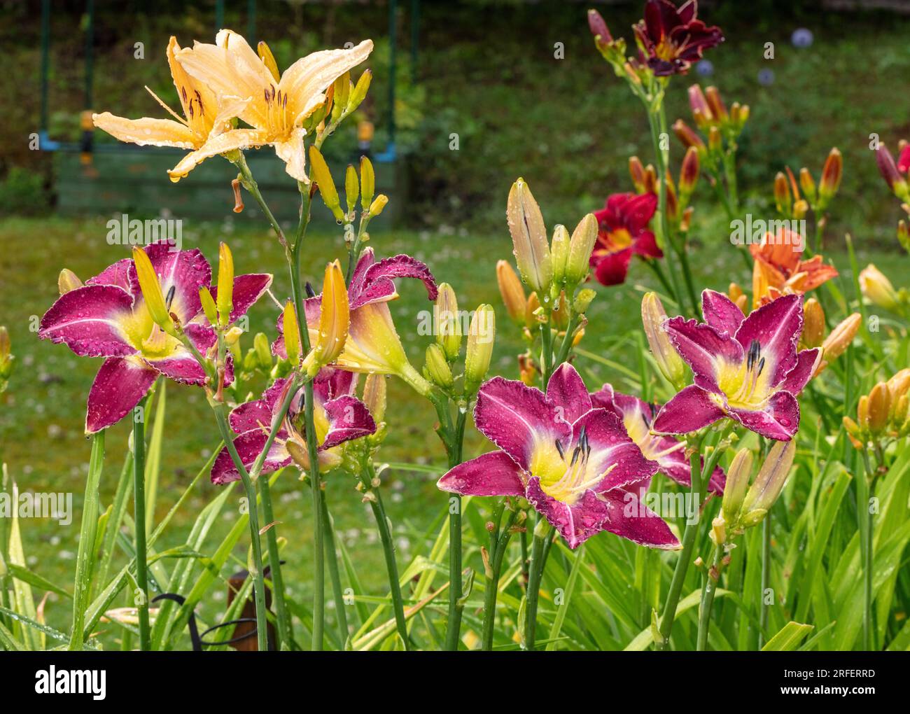 'Mountain Bluebird' Daylily, Daglilja (Hemerocallis Stock Photo - Alamy