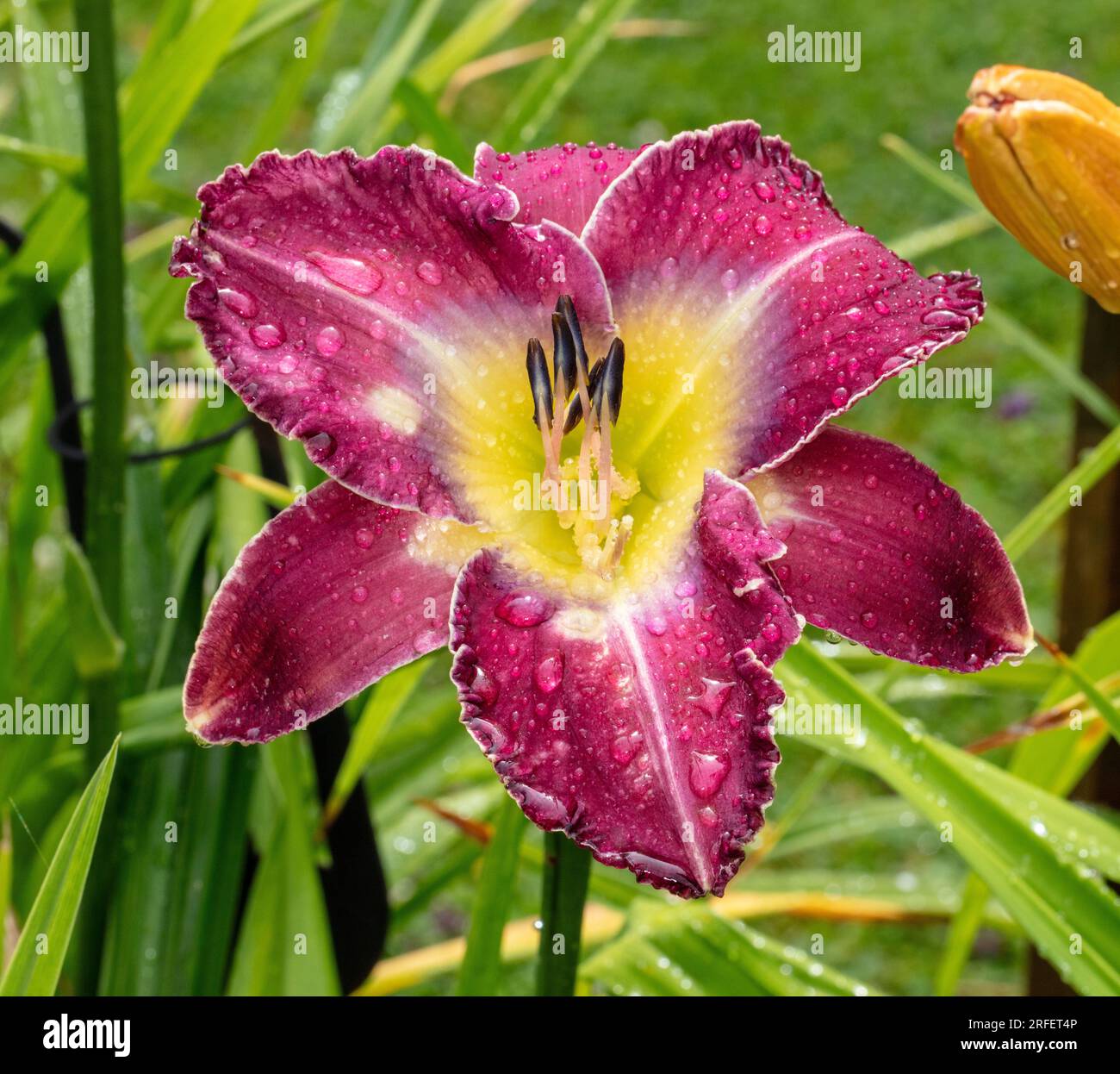 'Mountain Bluebird' Daylily, Daglilja (Hemerocallis Stock Photo - Alamy
