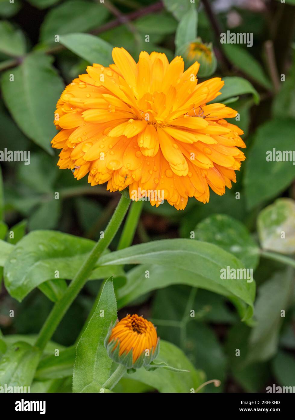 Pot Marigold, Ringblomma (Calendula officinalis) Stock Photo