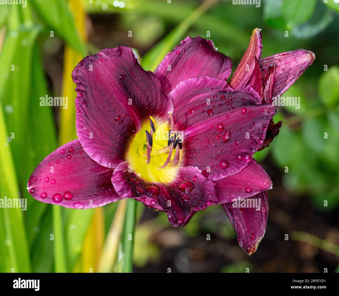 'Grape Velvet' Daylily, Daglilja (Hemerocallis Stock Photo - Alamy