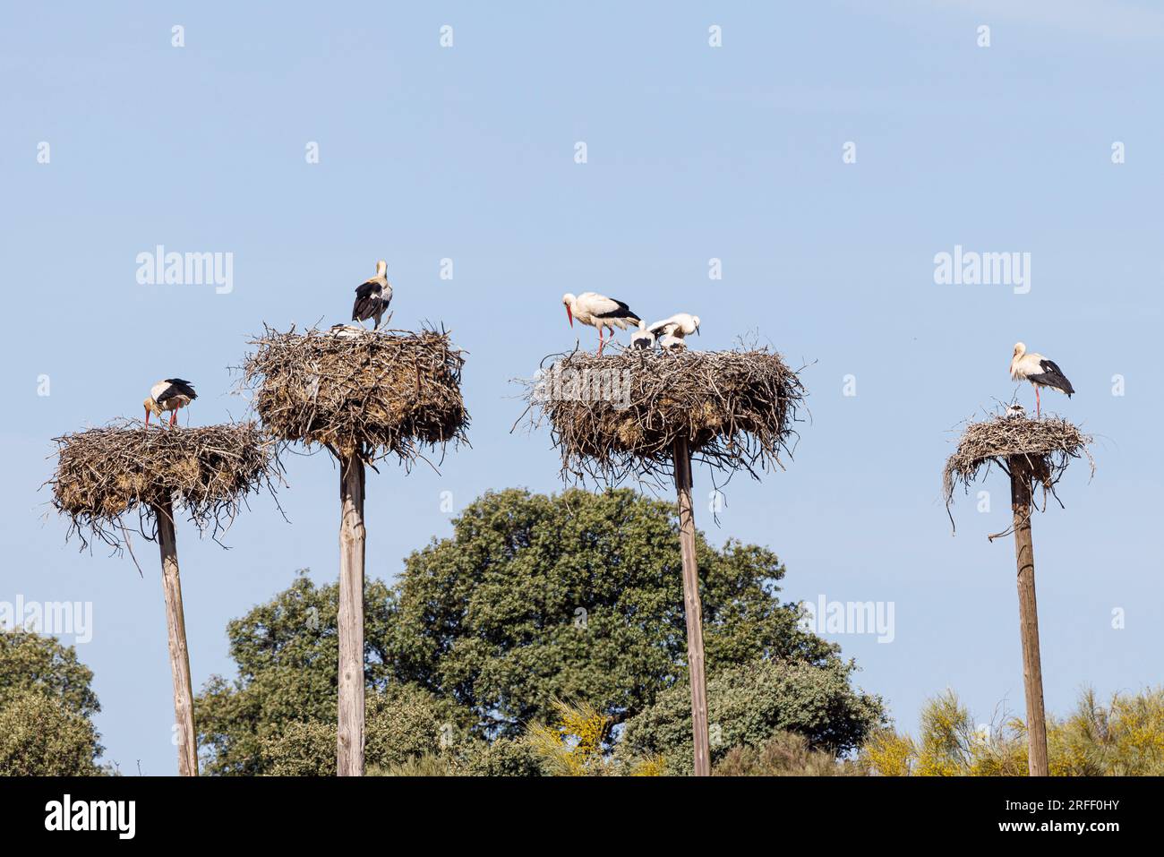 Types of bird nests hi-res stock photography and images - Alamy