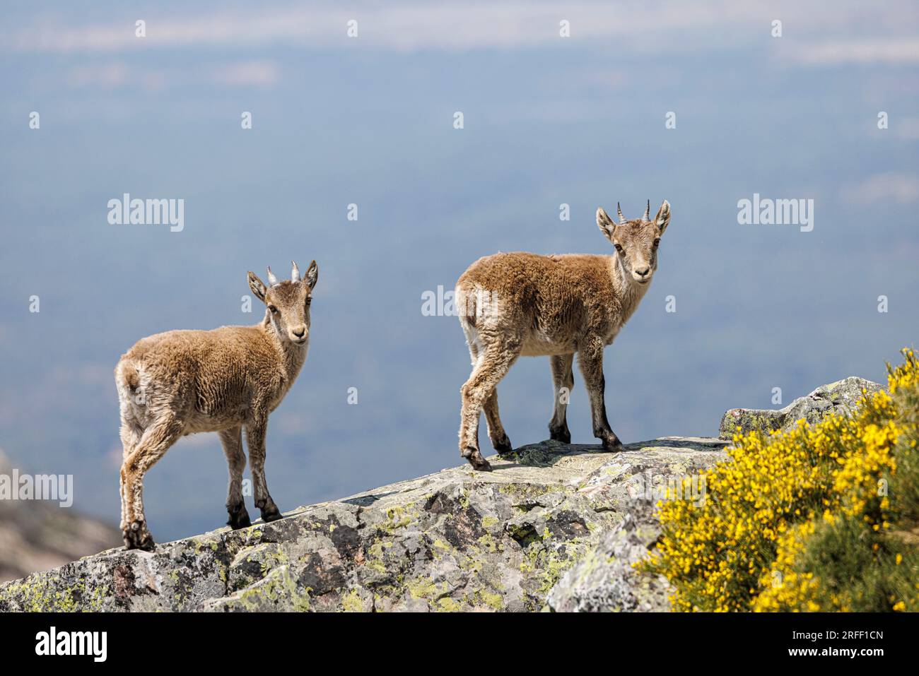 Spain, Castile and Leon, La Alberca, la Pena de Francia, Spanish or Iberian Ibex (Capra pyrenaica) Stock Photo