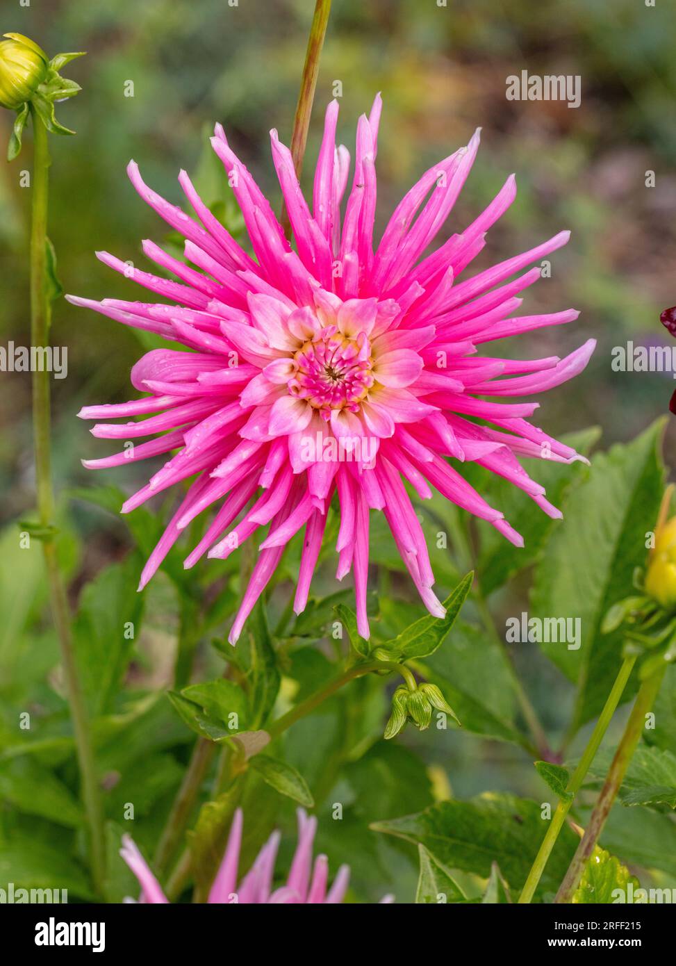 'Good Earth' Cactus dahlia, Kaktusdahlia (Dahlia x Hortensis Stock
