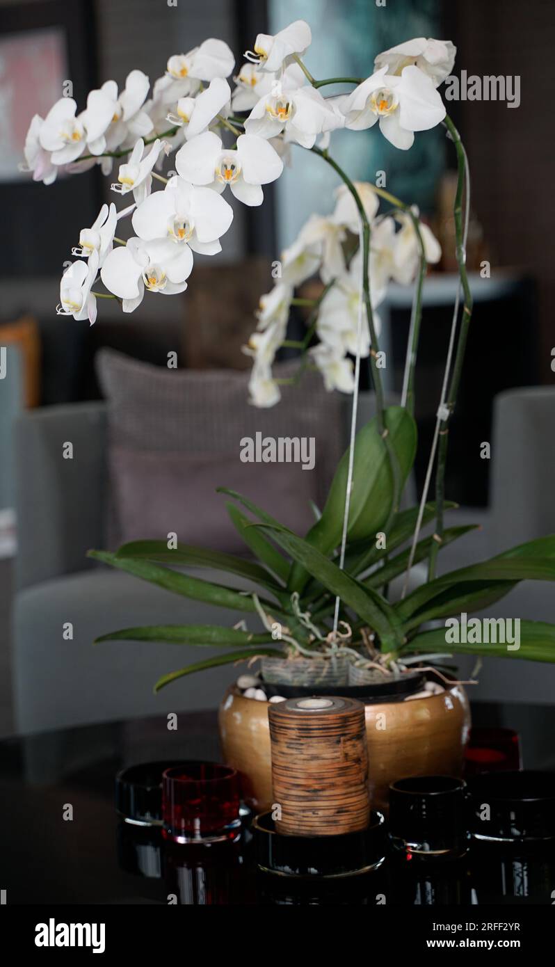 White orchid flowers in a pot for interior decoration Stock Photo