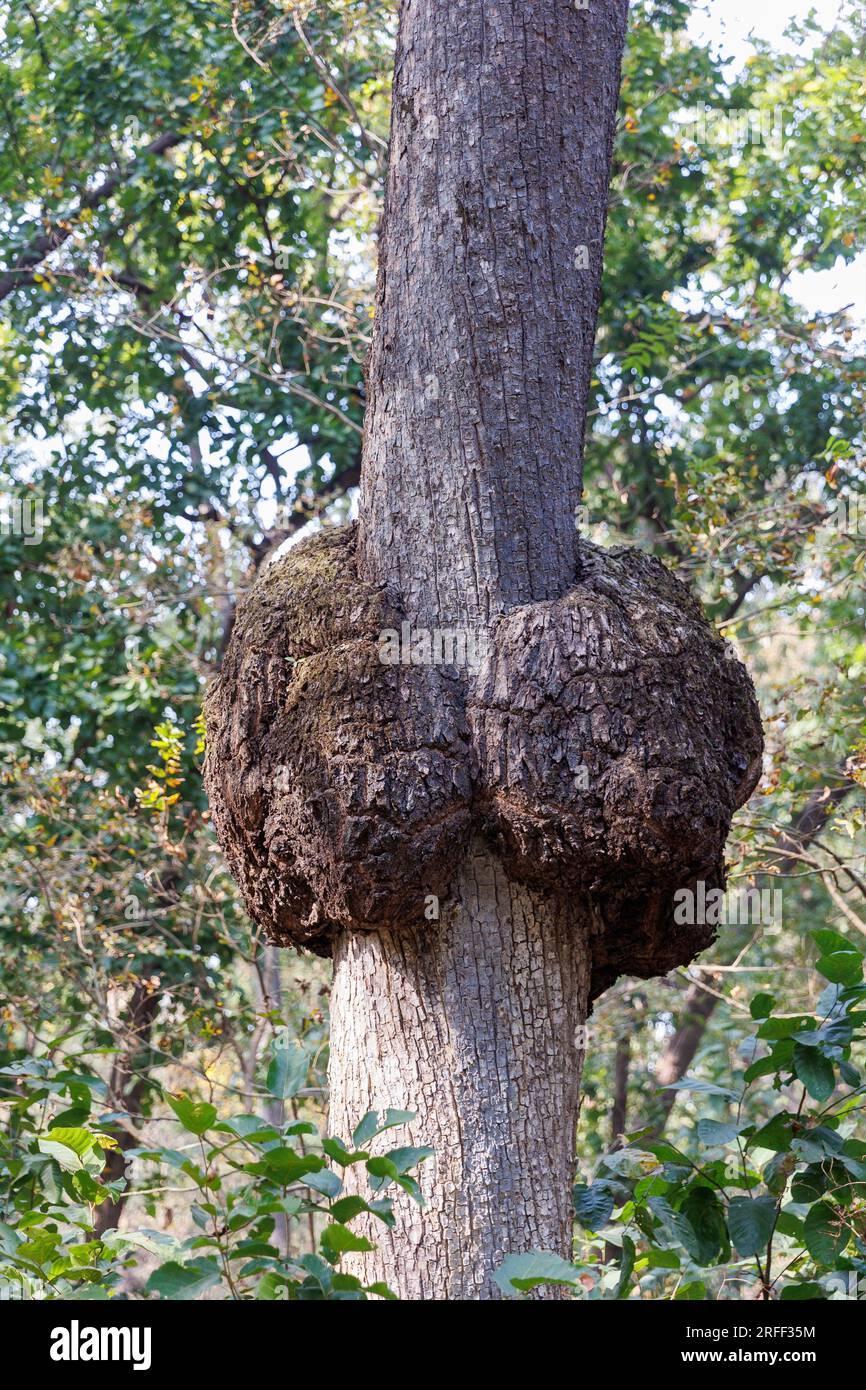 Nepal, Terai Region, Bardia or Bardiya National Park, Forest, Burr on a sal tree (Shorea robusta) Stock Photo