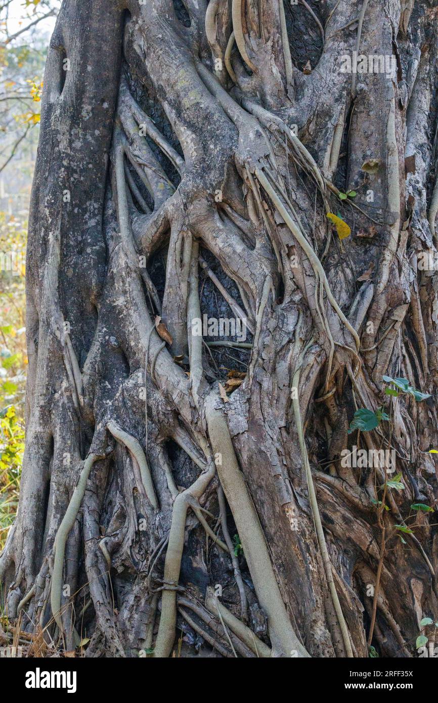Nepal, Terai region, Bardia or Bardiya National Park, Forest, Sal (Shorea robusta) surrounded by a strangler fig, ficus sp.., Stock Photo
