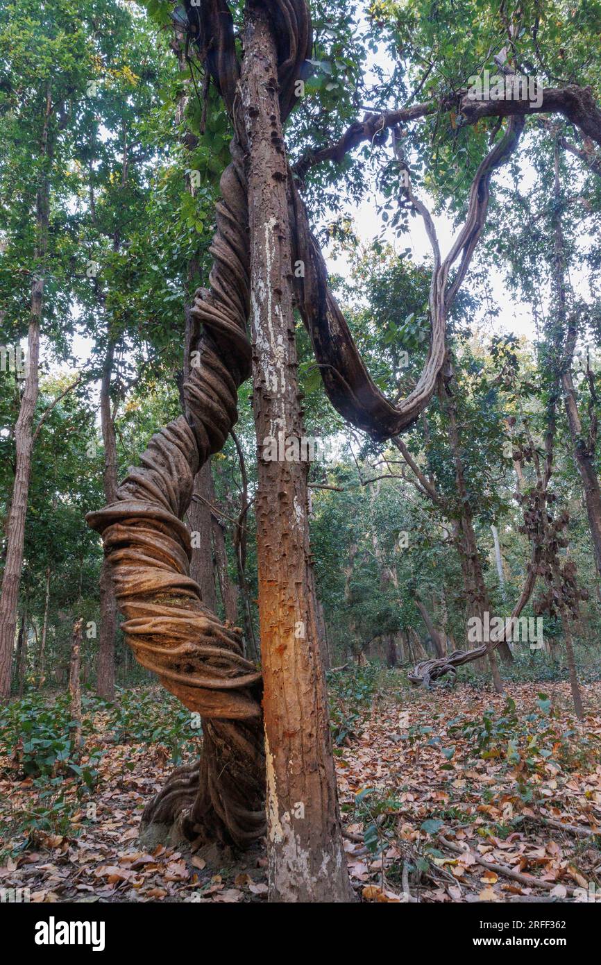 Nepal, Terai Region, Bardia or Bardiya National Park, Forest, Sal (Shorea robusta) surrounded by a large strangler vine (Spatholobus perviflora ?)) Stock Photo