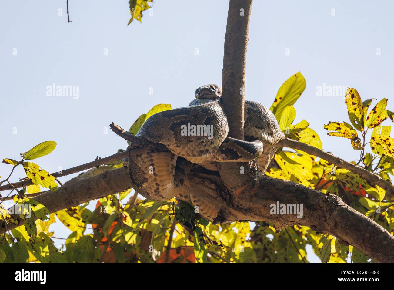 Nepal, Terai region, Bardia or Bardiya National Park, Forest, Indian ...