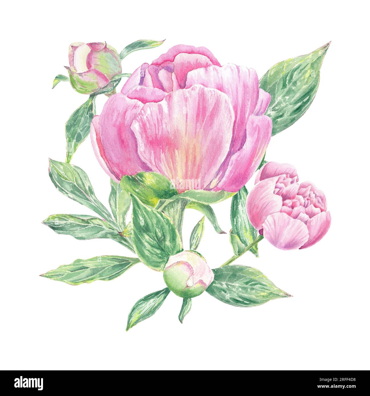 Watercolor peony flower hand drawn in the botanical style for use in ...