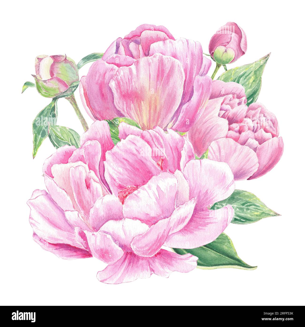 Watercolor peony flower hand drawn in the botanical style for use in ...