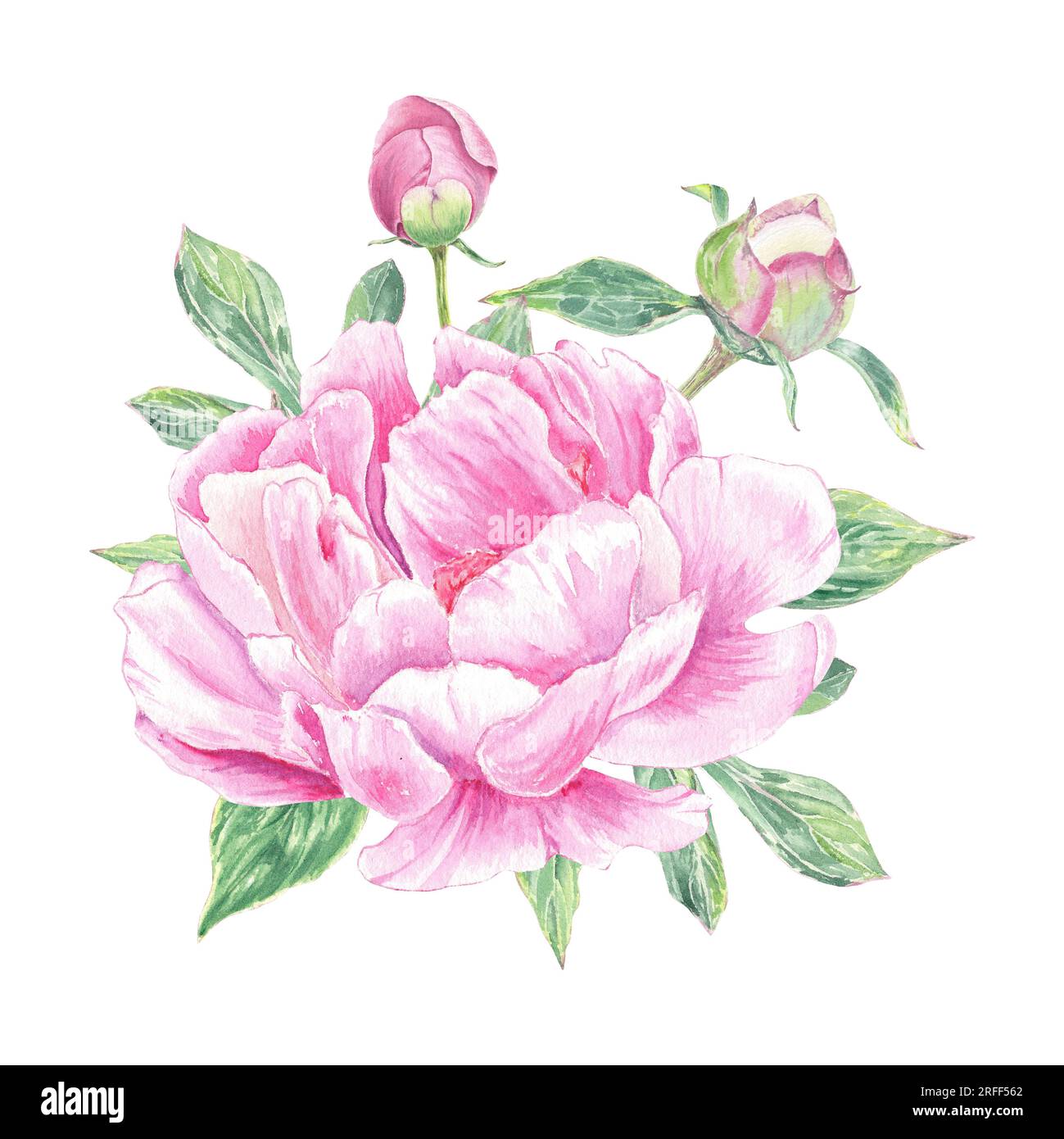 Watercolor peony flower hand drawn in the botanical style for use in ...