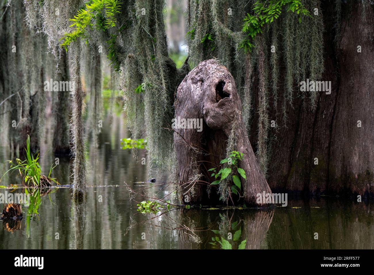 United States, Louisiana, Breaux Bridge, parish of Saint Martin, the bayou of Lake Martin Stock Photo