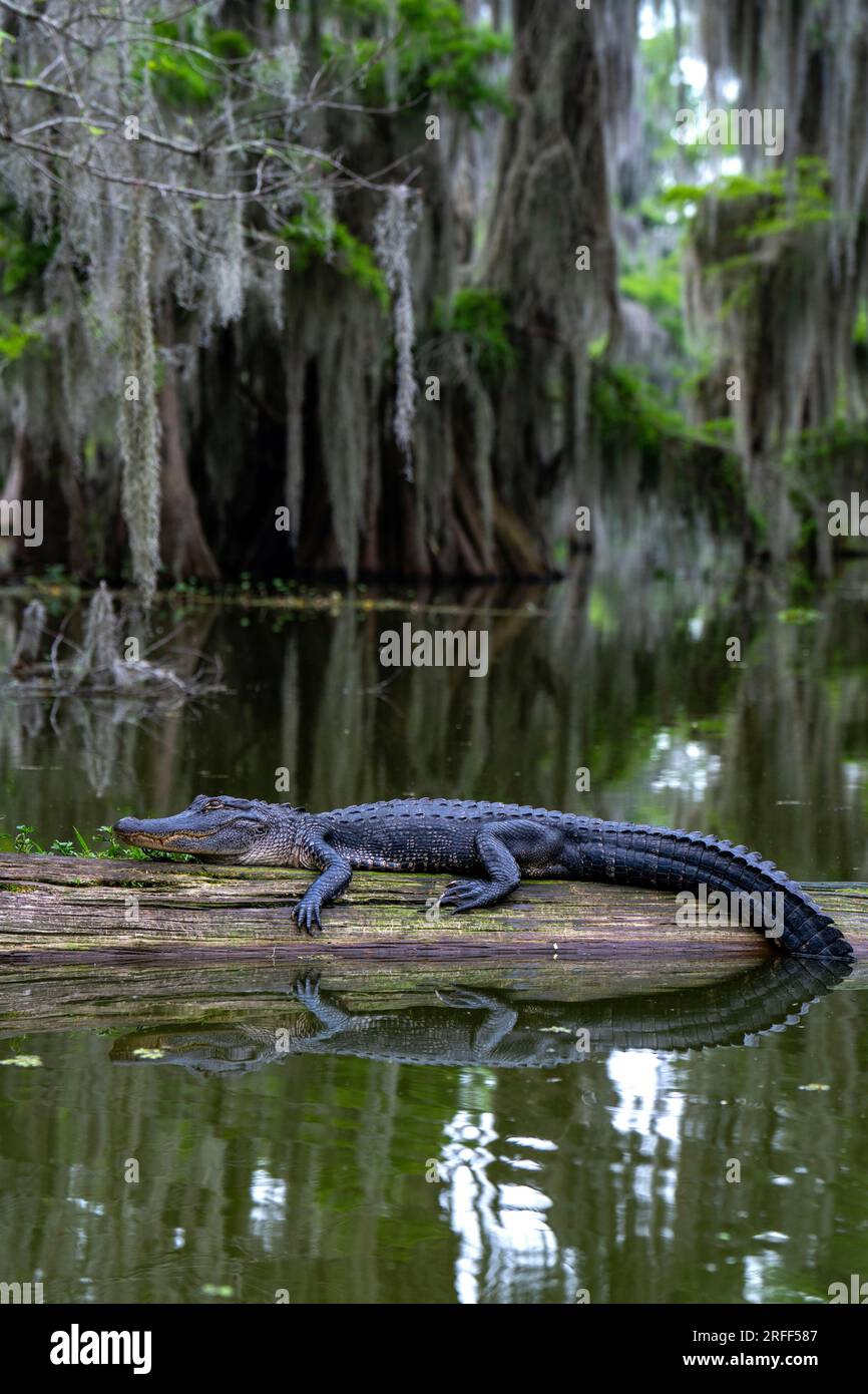 United States, Louisiana, Breaux Bridge, parish of Saint Martin, the bayou of Lake Martin, Alligator (Alligator mississippiensis) Stock Photo