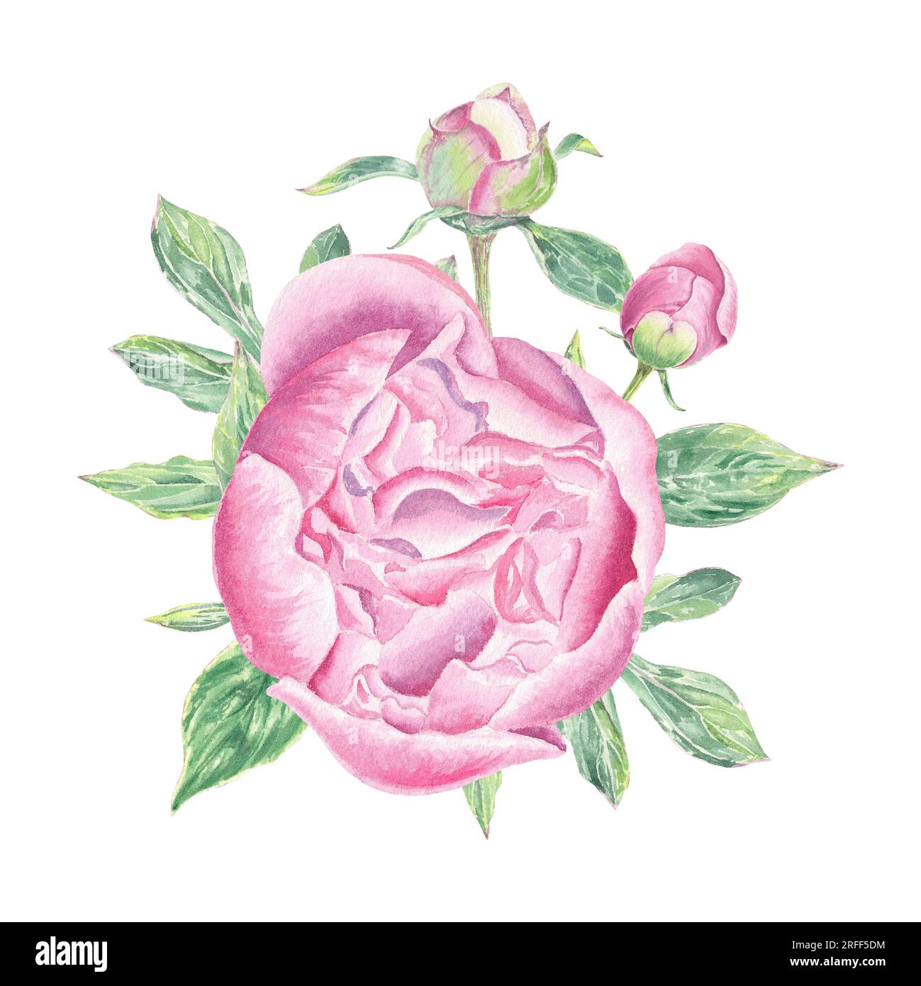 Watercolor peony flower hand drawn in the botanical style for use in ...