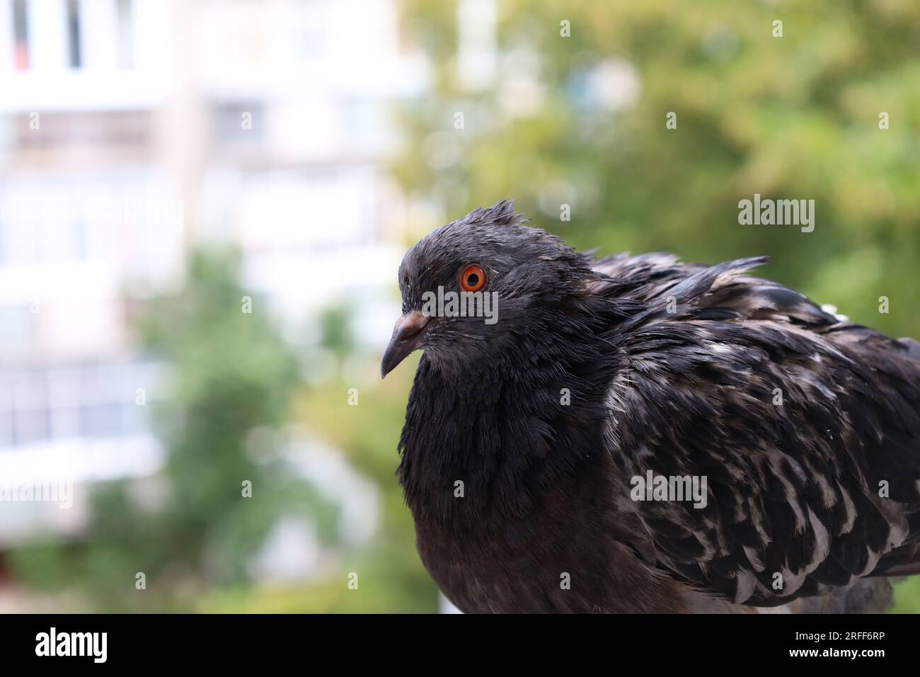 Pigeon extreme closeup portrait, summer rain atmosphere, pigeons head, wet bird, funny animals Stock Photo