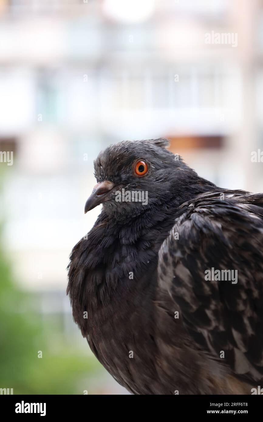 Pigeon extreme closeup portrait, summer rain atmosphere, pigeons head, wet bird, funny animals Stock Photo