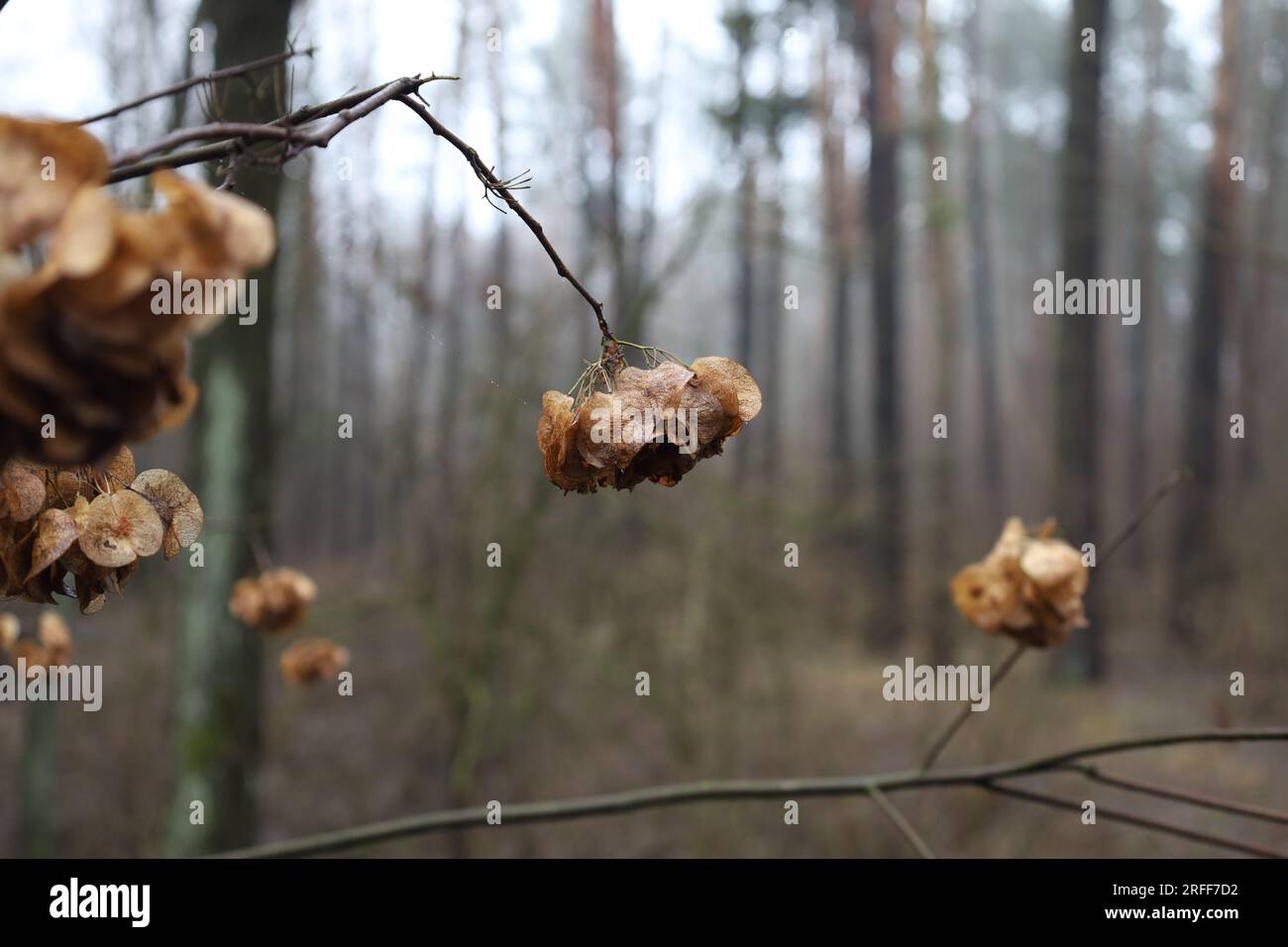 Ptelea trifoliata plant in the forest, wafer ash leaves, autumn forest Stock Photo