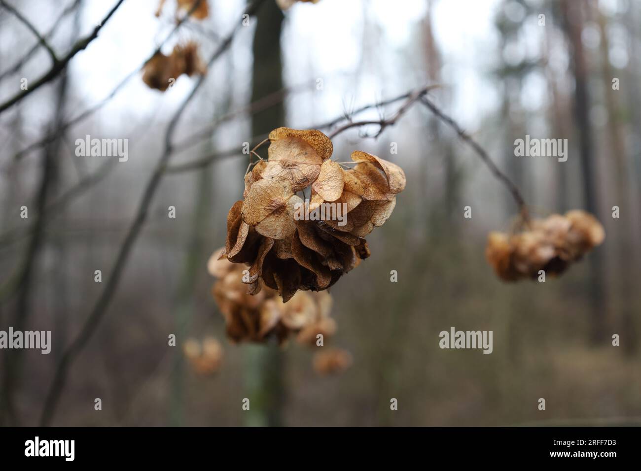 Ptelea trifoliata plant in the forest, wafer ash leaves, autumn forest Stock Photo