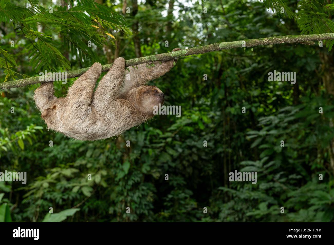 Brown-throated three-toed sloth (Bradypus variegatus) on tree, Costa