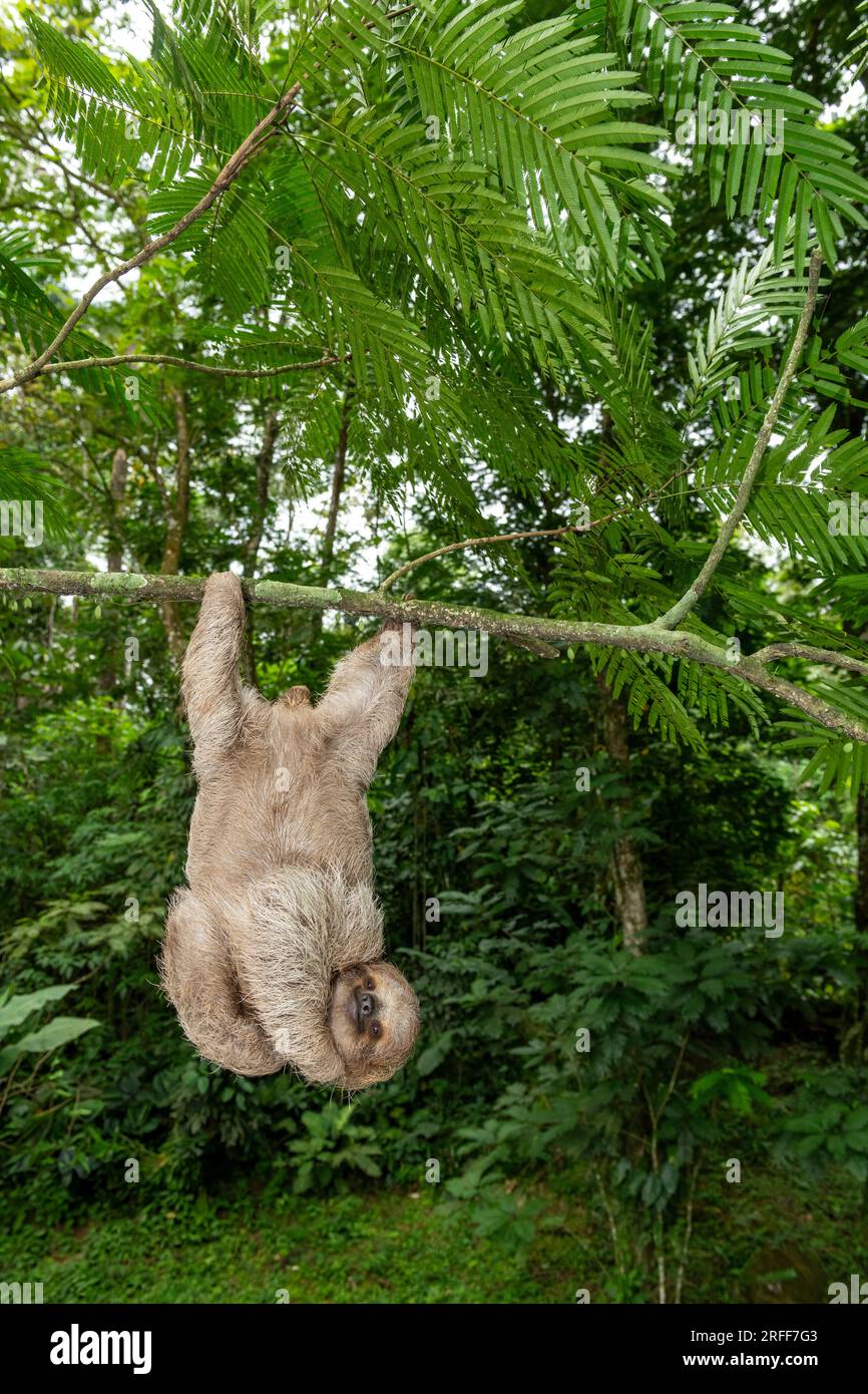 Brown-throated three-toed sloth (Bradypus variegatus) on tree, Costa