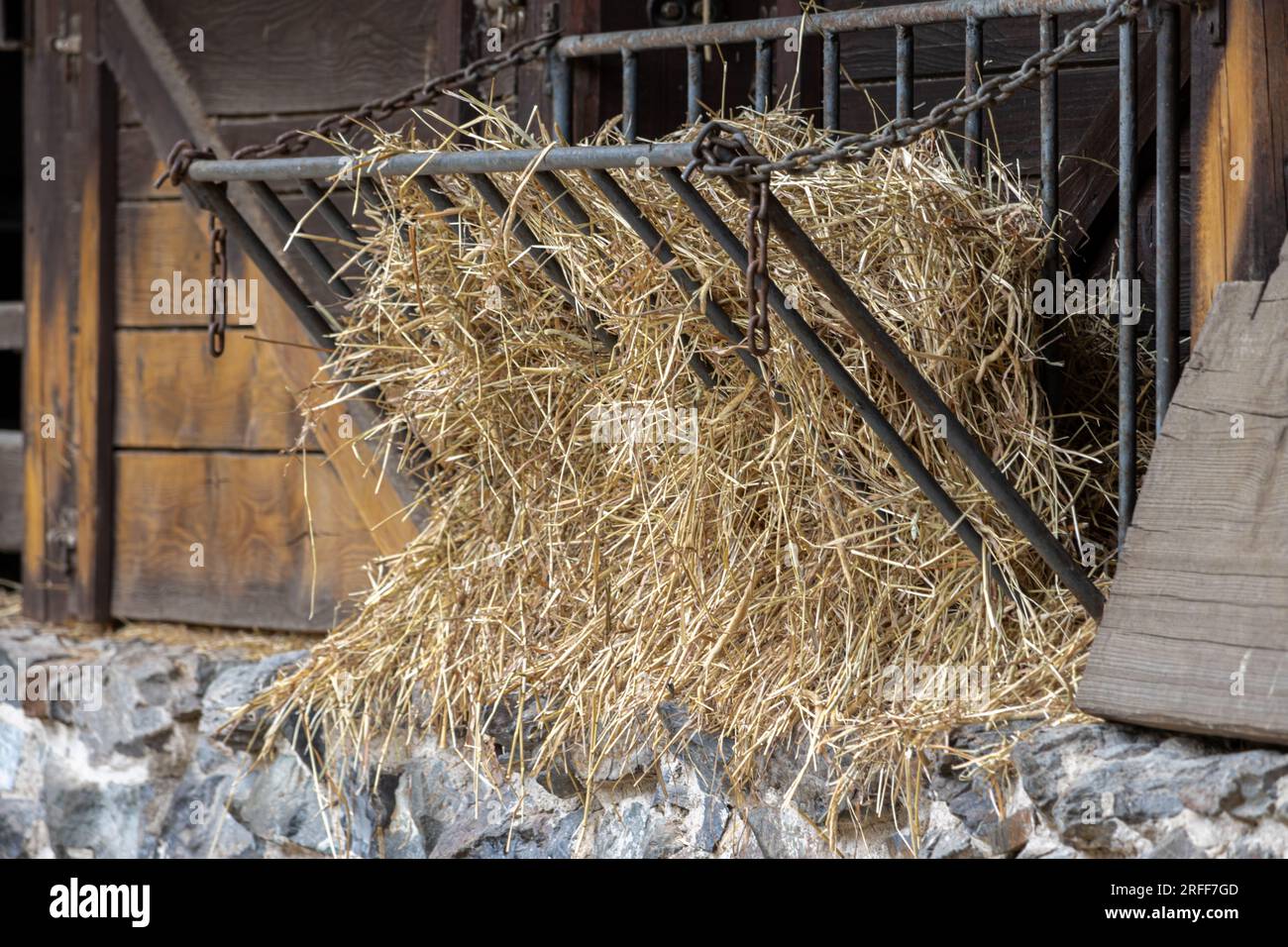 A hay manger full of hay on a wall of cowshed Stock Photo