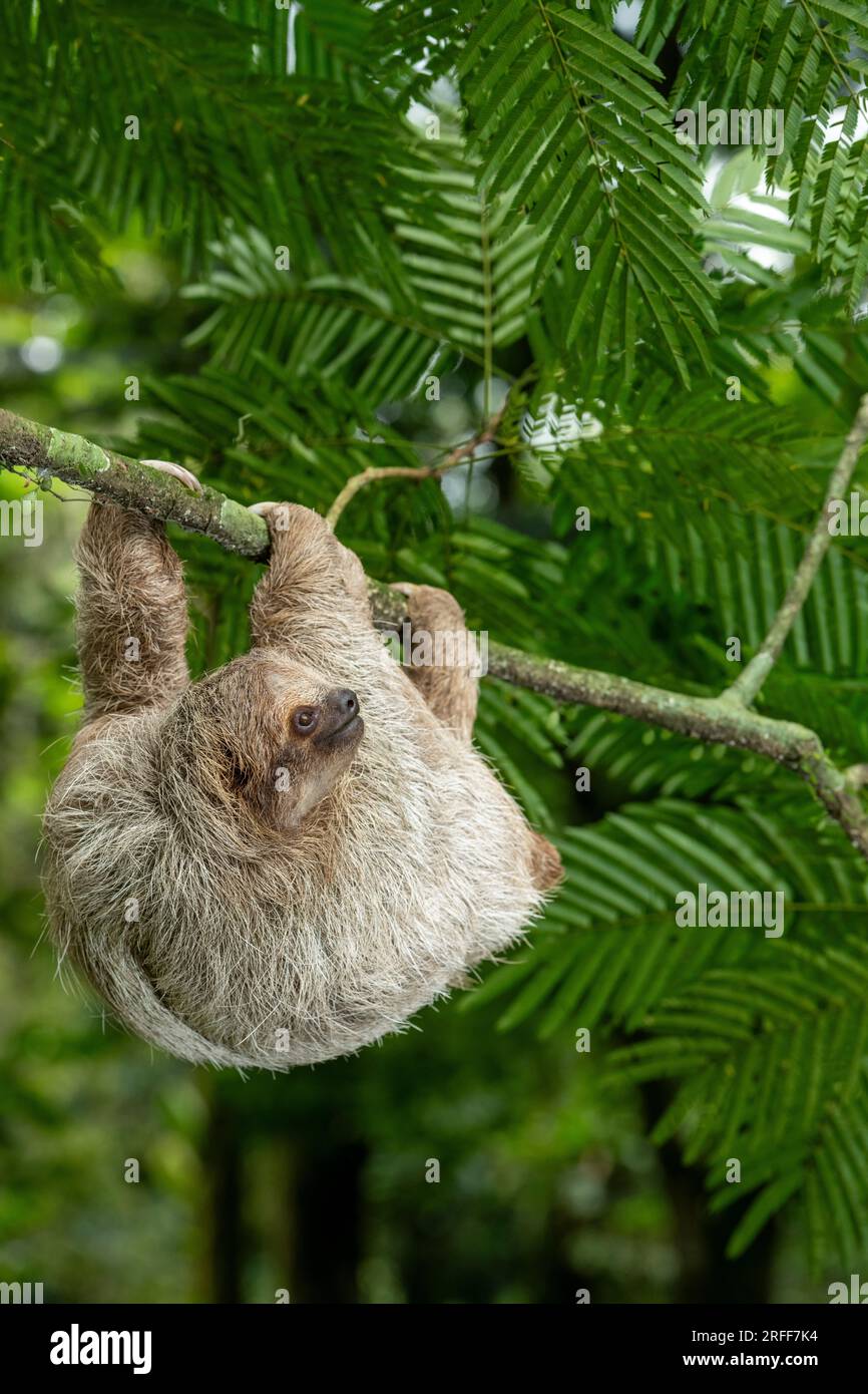 Brown-throated three-toed sloth (Bradypus variegatus) on tree, Costa