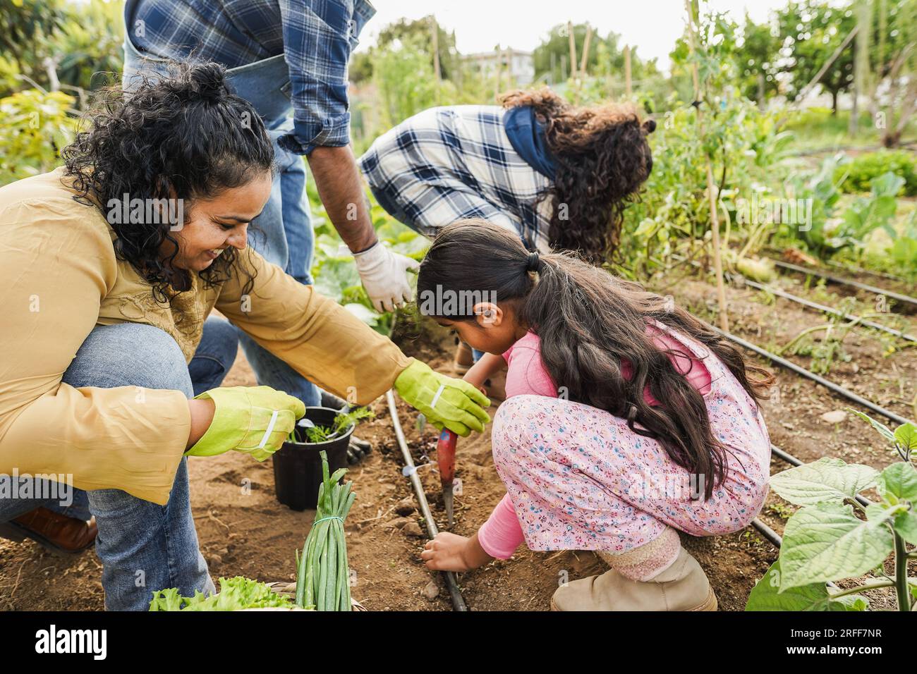 Indian family picking up organic vegetables from house garden outdoor ...