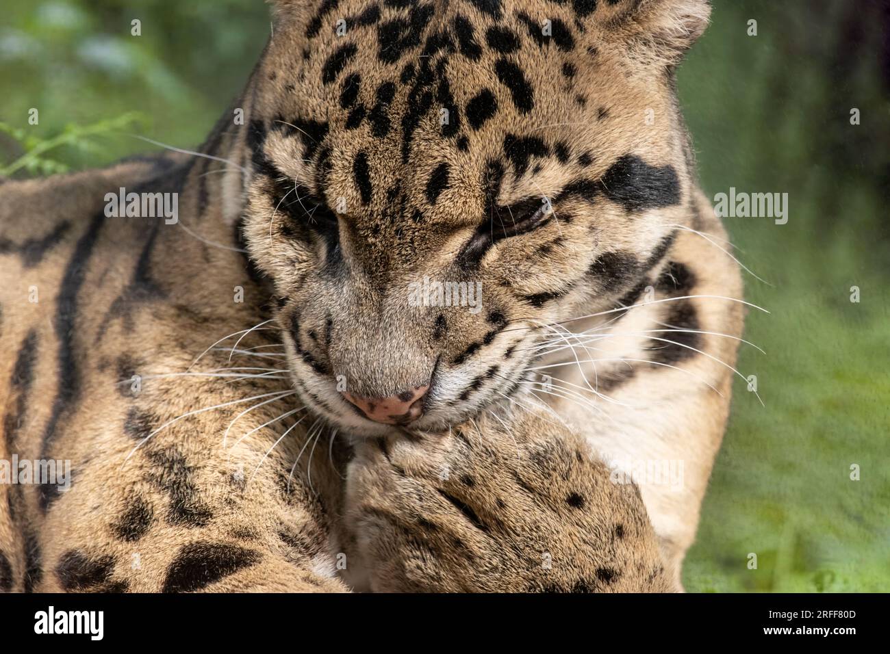 A clouded leopard, Neofelis nebulosa Stock Photo