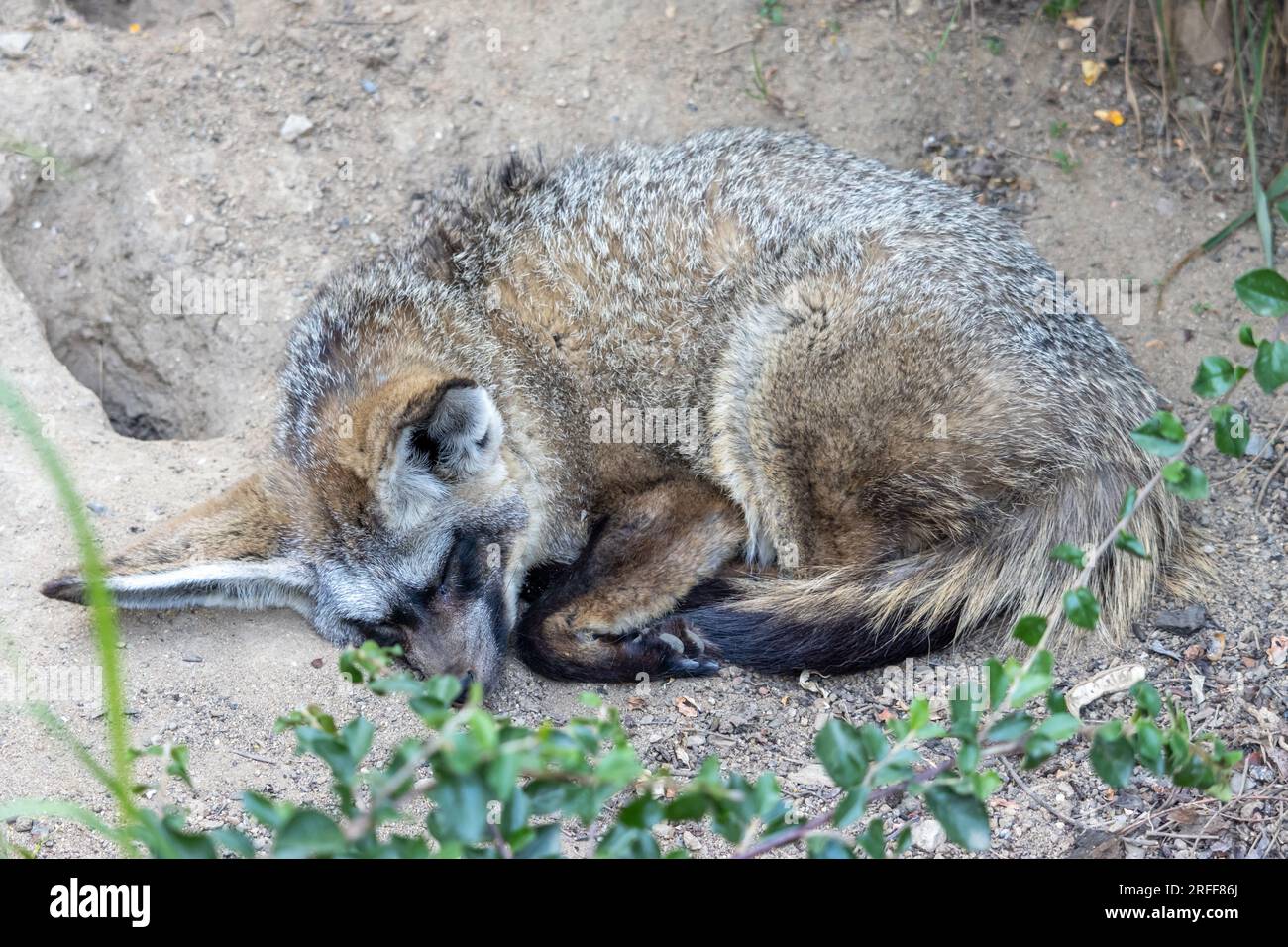 A sleeping bat-eared fox (Otocyon megalotis) Stock Photo