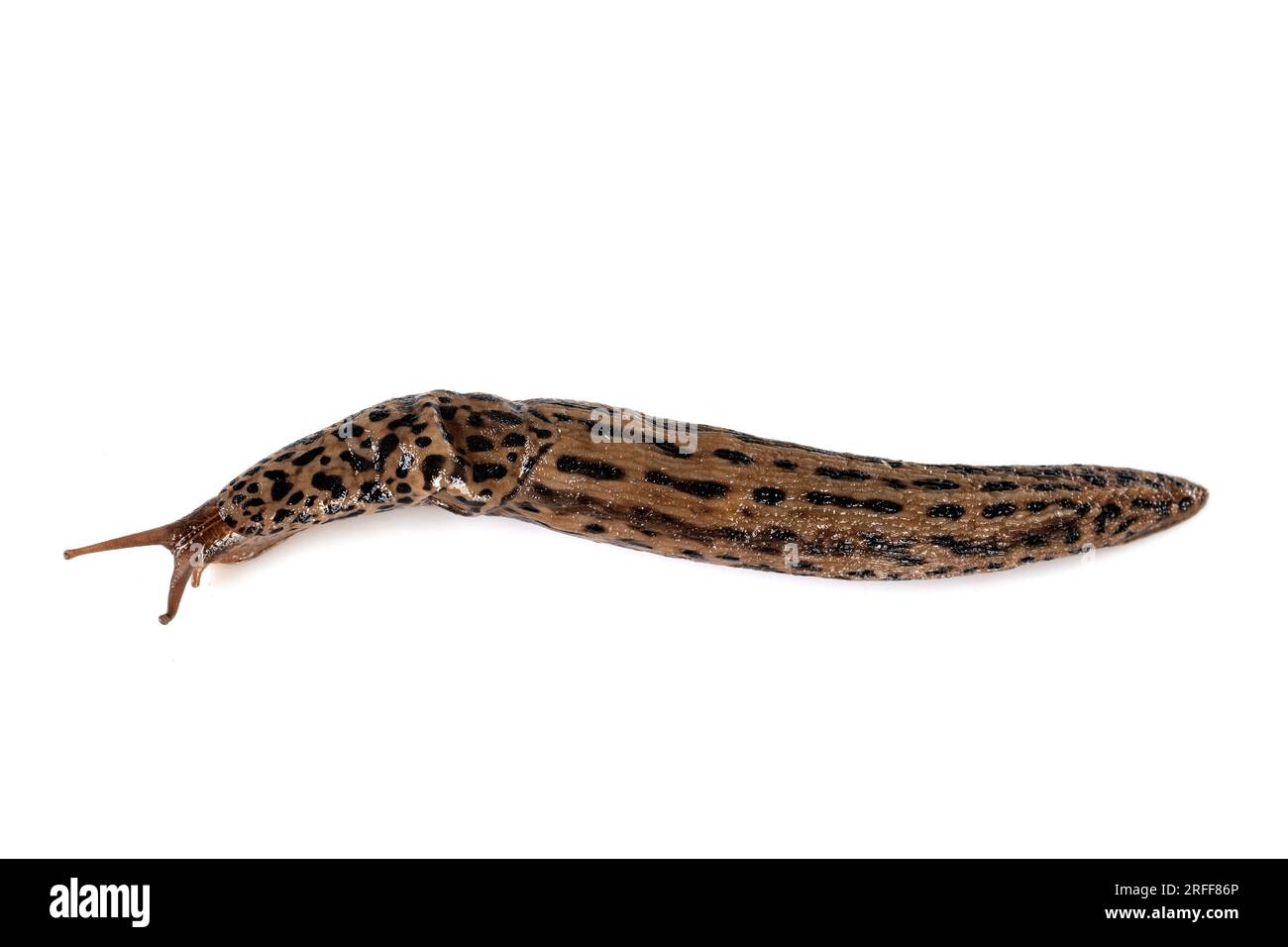 Limax maximus in front of white background Stock Photo