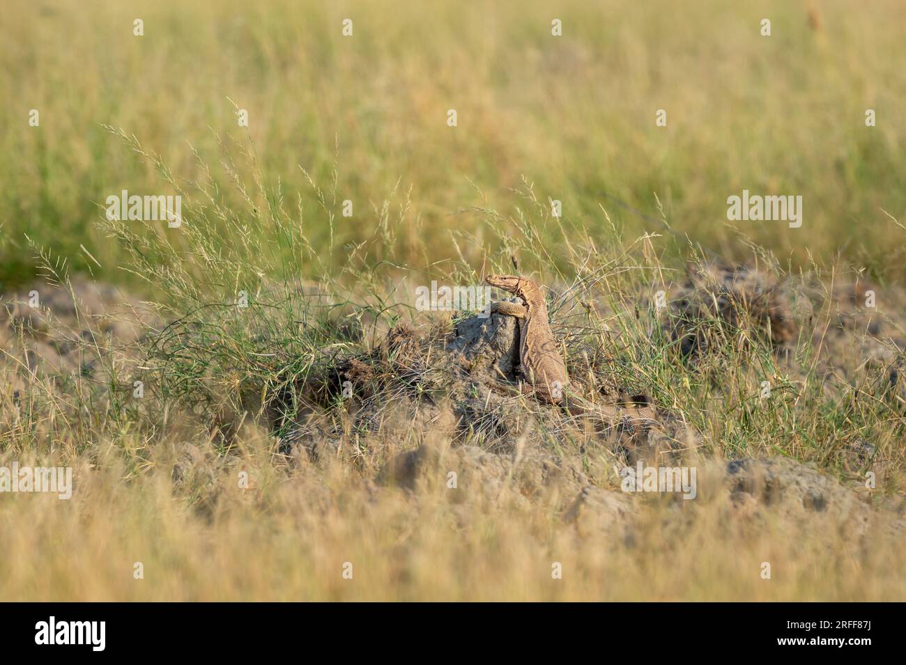 monitor lizard or bengal monitor or common indian monitor or varanus bengalensis full length on