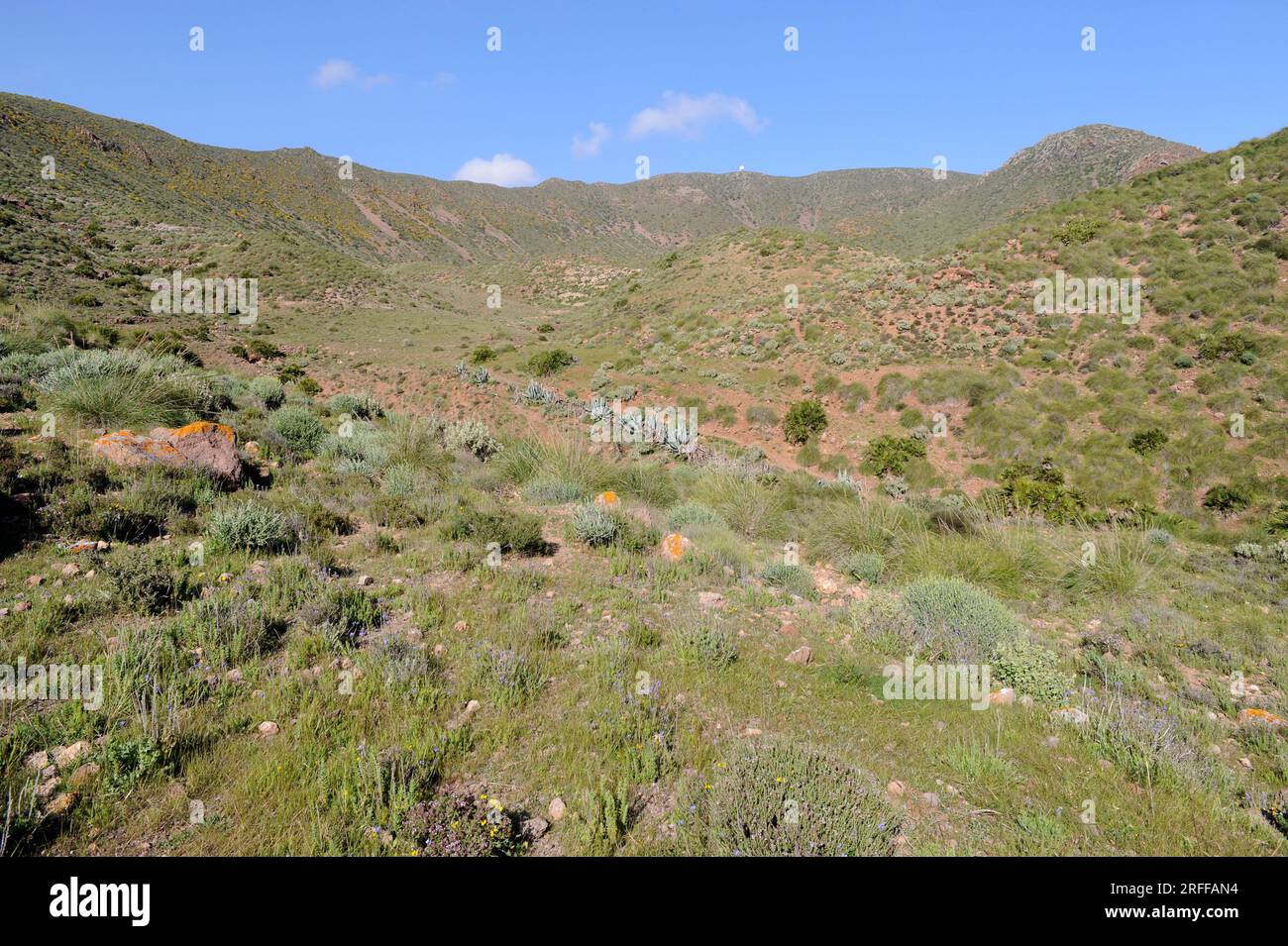 Caldera de Majada Redonda with mediterranean vegetation (Chamaerops humilis and Stipa tenacissima or Macrochloa tenacissima) and naturalized plants (A Stock Photo