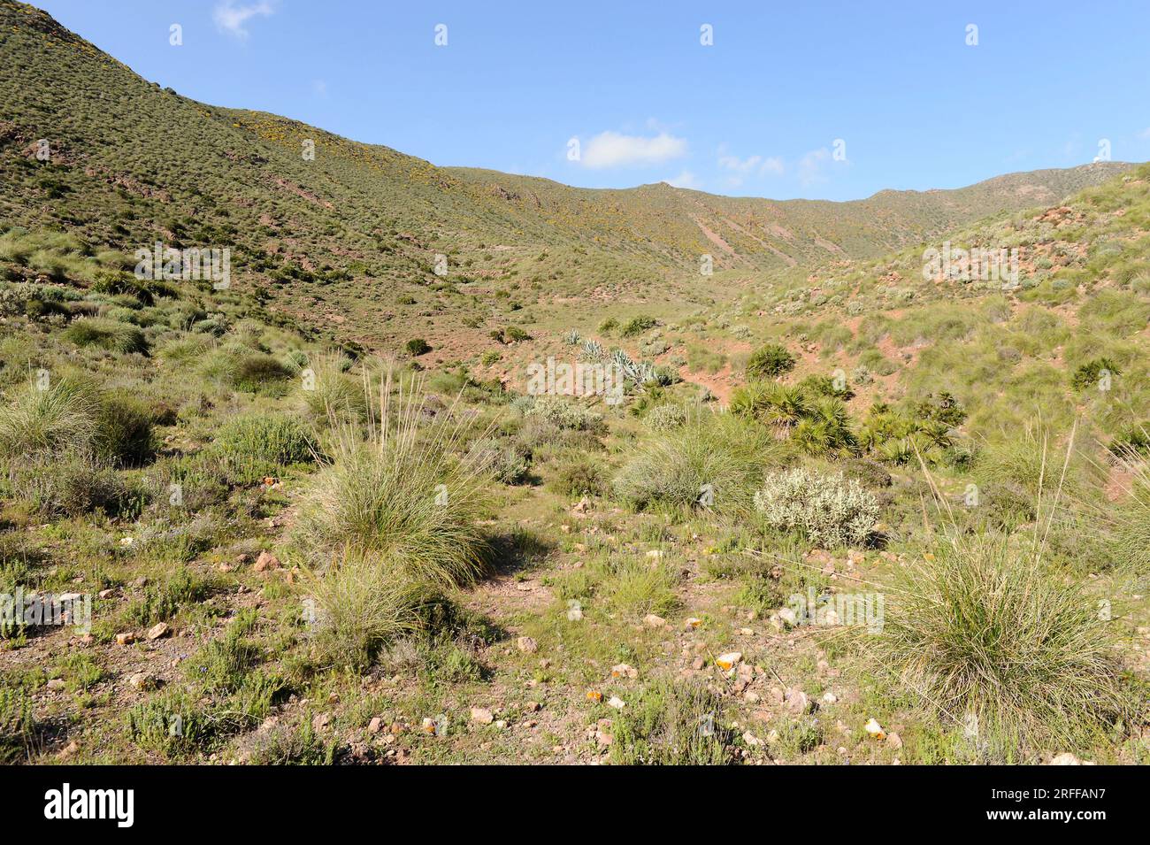 Caldera de Majada Redonda with mediterranean vegetation (Chamaerops humilis, and Stipa tenacissima or Macrochloa tenacissima). Cabo de Gata-Nijar Natu Stock Photo
